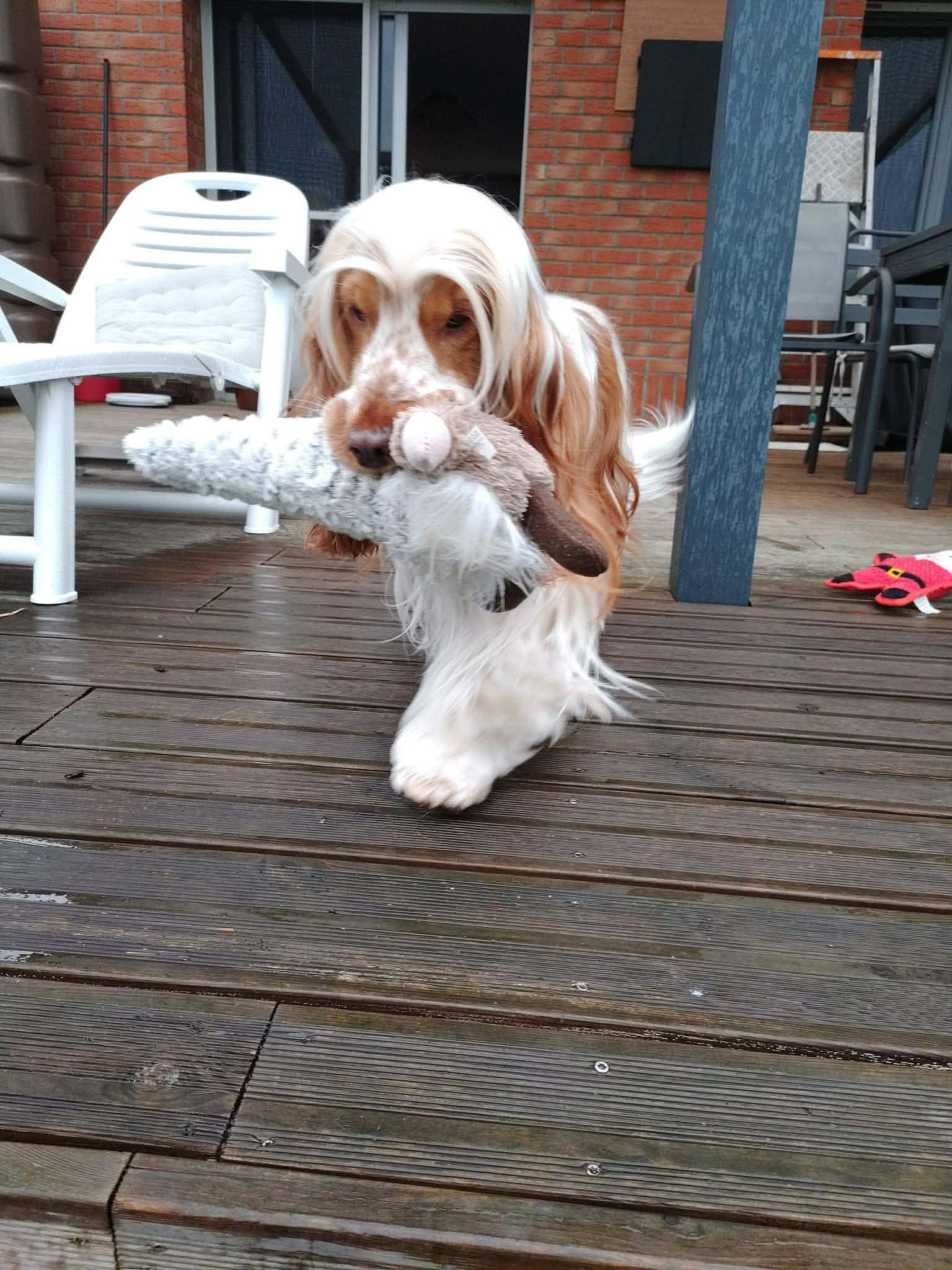 pet-sitter-valenciennes